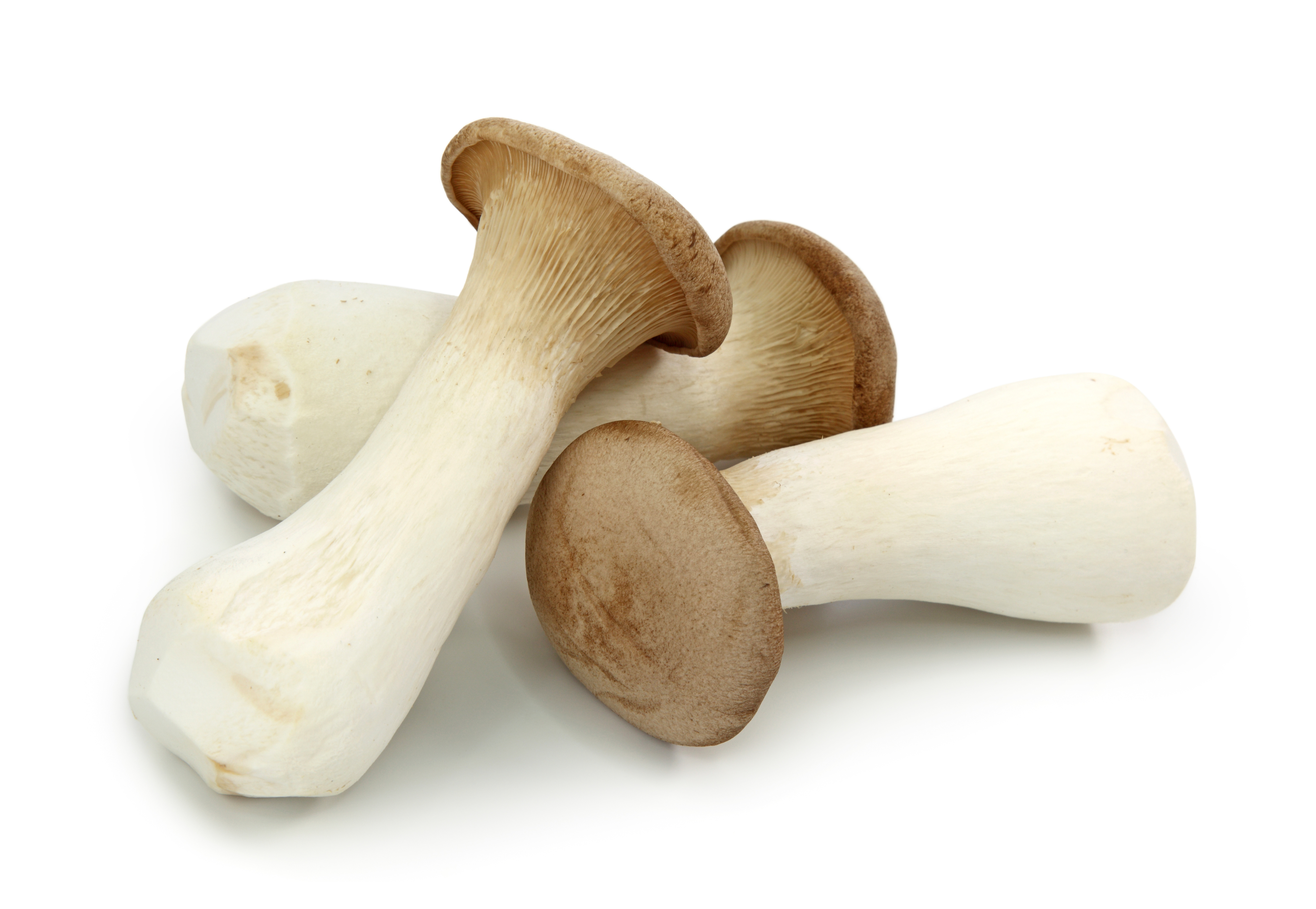 King Oyster Mushrooms / lb